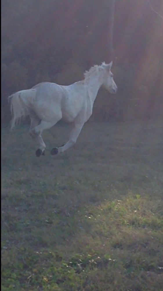 A horse running through a grassy field
