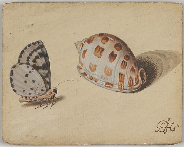 An antique natural-history plate of butterflies and shells