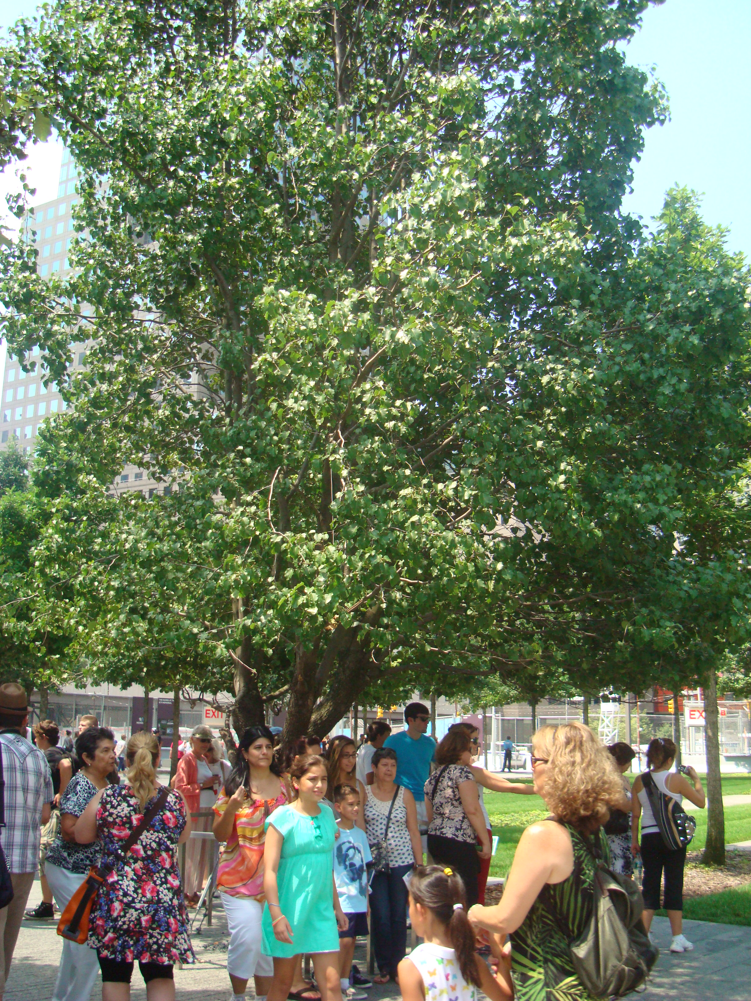 2012年のSurvivor Tree